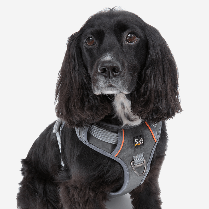 PAWFIT 3 Harness